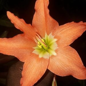 Meet your Posher, Peaches